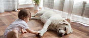 The Top Flooring Options For Pet Owners